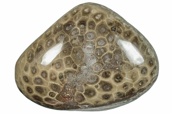 Large, Polished Petoskey Stone (Fossil Coral) - Michigan #271886